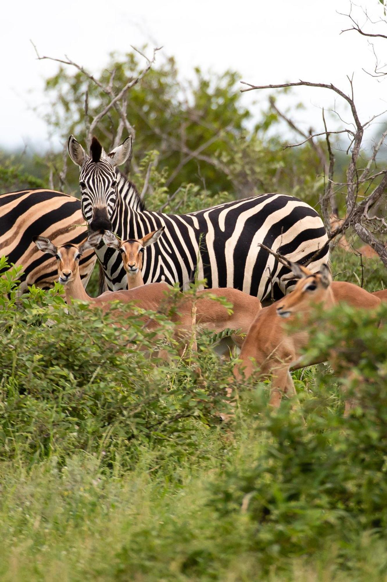 Senalala Safari Lodge Klaserie Private Nature Reserve Eksteriør billede