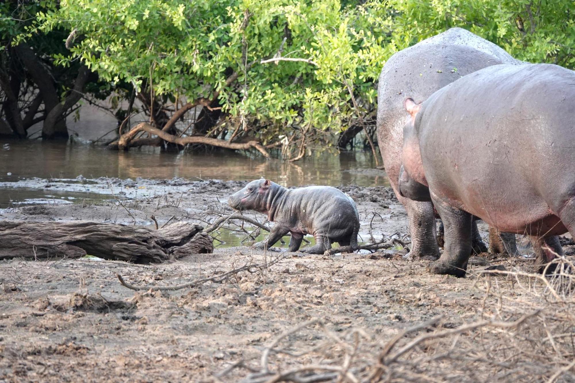 Senalala Safari Lodge Klaserie Private Nature Reserve Eksteriør billede