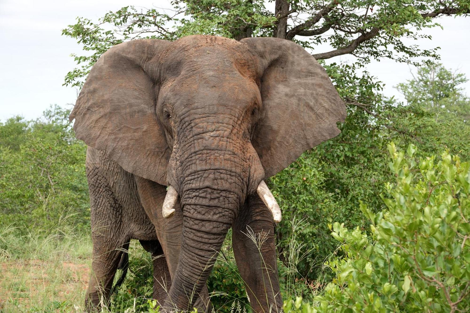 Senalala Safari Lodge Klaserie Private Nature Reserve Eksteriør billede