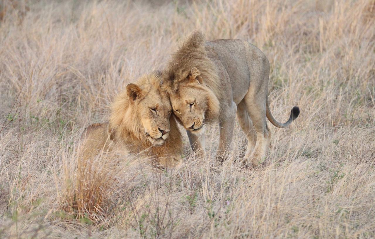 Senalala Safari Lodge Klaserie Private Nature Reserve Eksteriør billede